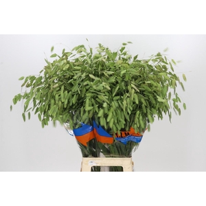 Chasmanthium Green
