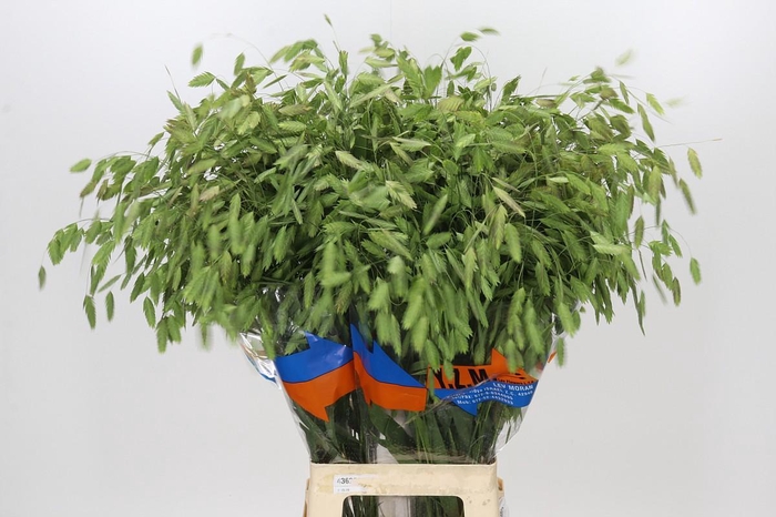 <h4>Chasmanthium Green</h4>