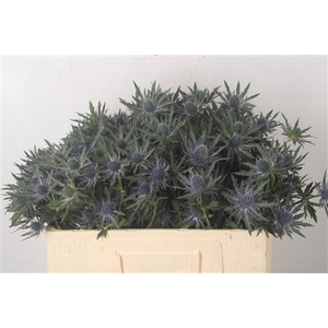 Eryngium Orion Qstar