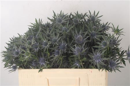 <h4>Eryngium Orion Qstar</h4>
