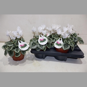 Cycl Md Sup Rembrand White