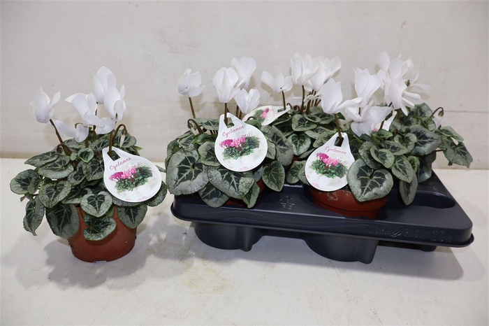 <h4>Cycl Md Sup Rembrand White</h4>