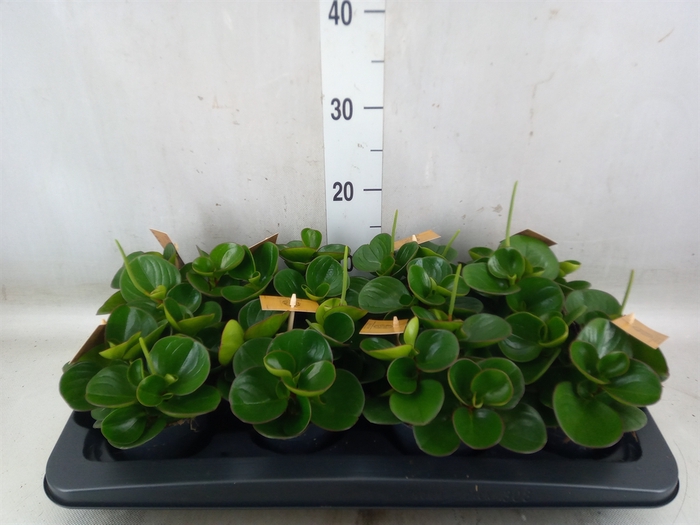 <h4>Peperomia obt. 'Obtipan'</h4>