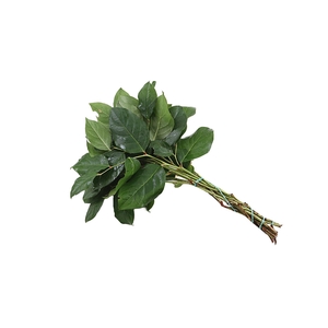 Salal Baby Mt St Helens Extra X5
