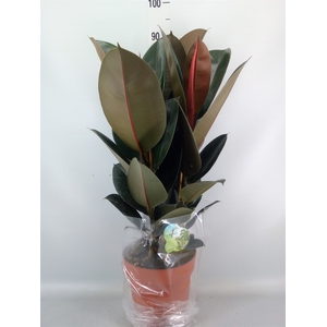 Ficus elastica 'Abidjan'