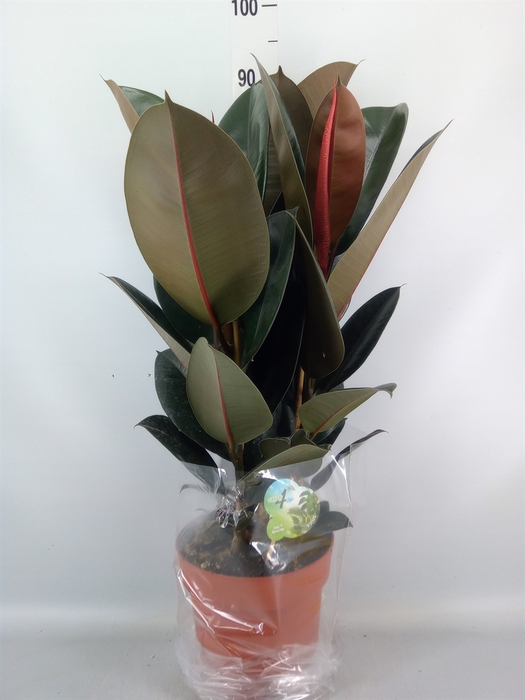 <h4>Ficus elastica 'Abidjan'</h4>