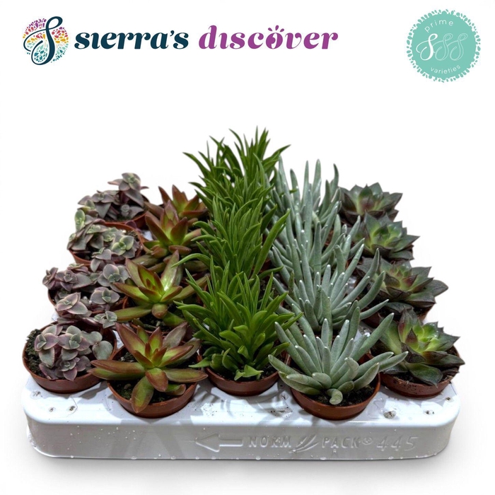 <h4>Succulent Mix P5.5</h4>