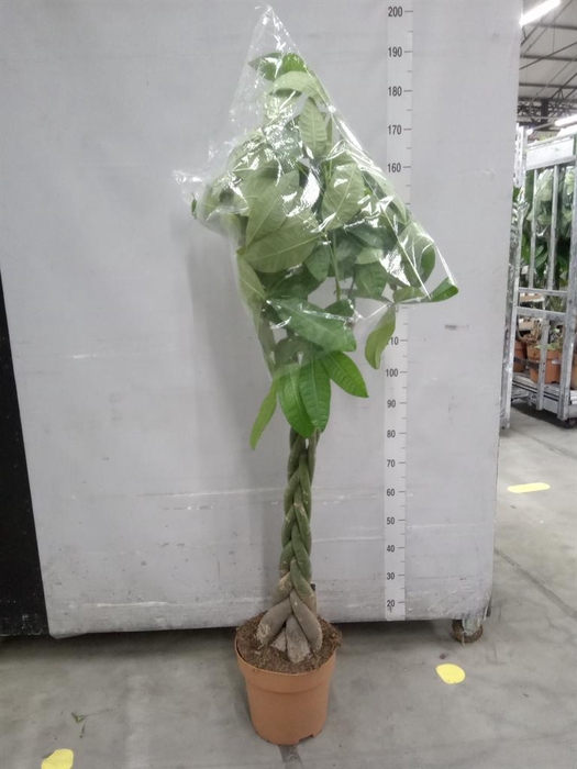 <h4>Pachira aquatica</h4>