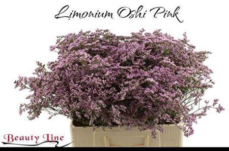 <h4>Lim Saf Oshi Pink</h4>