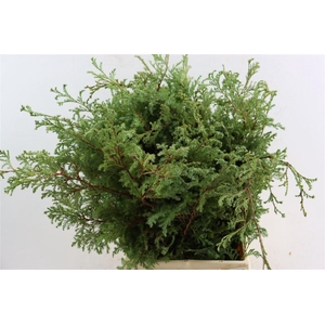 Chamaecyparis Pisifera Boulevard