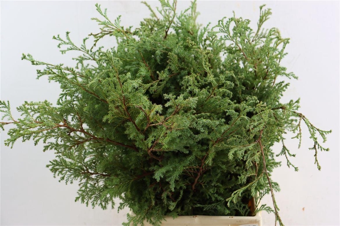 <h4>Chamaecyparis Pisifera Boulevard</h4>