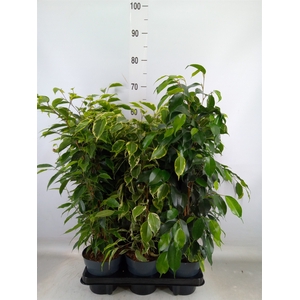 Ficus benja.   ...mix