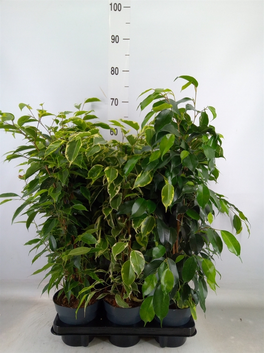 <h4>Ficus benja.   ...mix</h4>