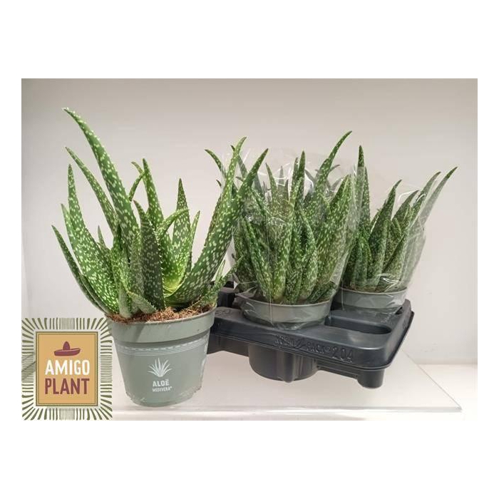<h4>Aloe Vera 14Ø 40cm</h4>