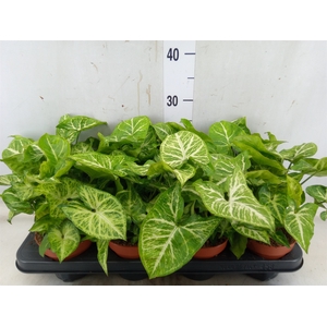 Syngonium  'Arrow'