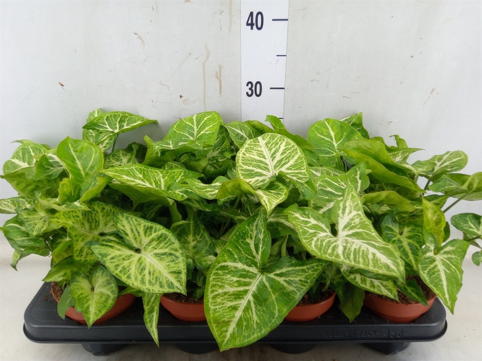 <h4>Syngonium  'Arrow'</h4>