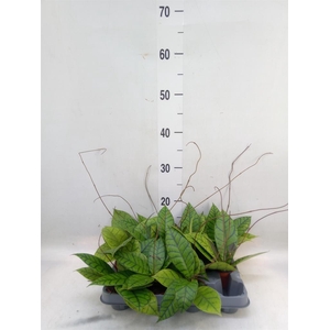 Hoya callistophylla 'KAL 16'