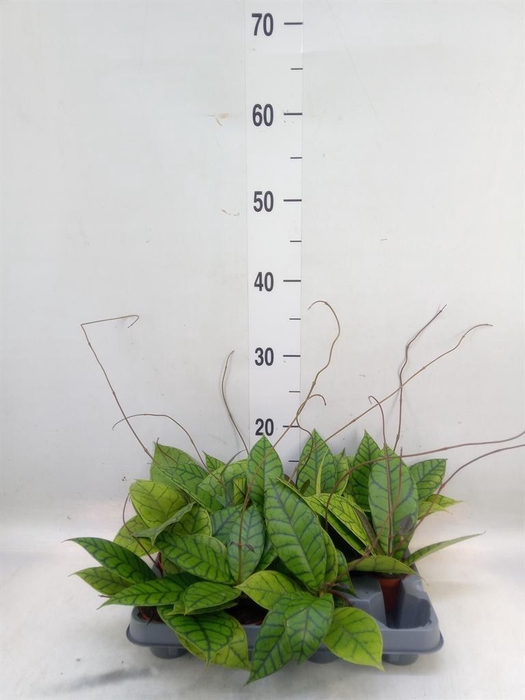 <h4>Hoya callistophylla 'KAL 16'</h4>