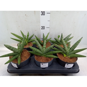Sansevieria   ...