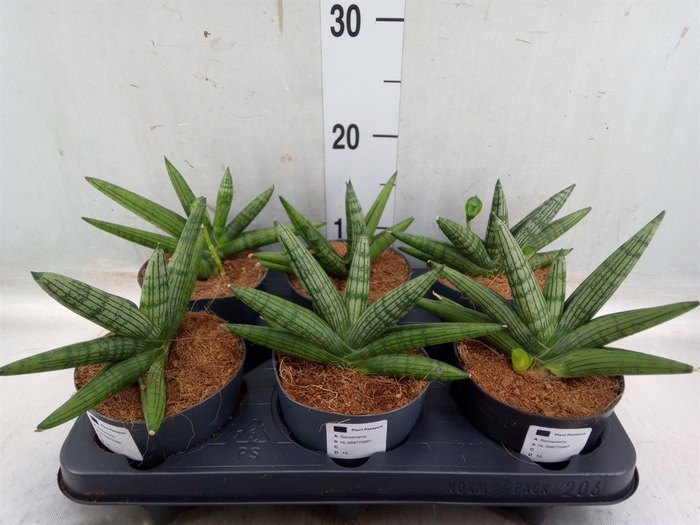 <h4>Sansevieria   ...</h4>