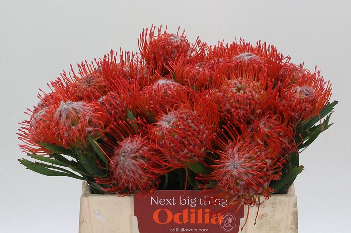 <h4>Nutans Tango</h4>