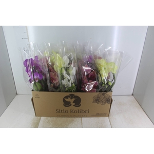 PHALAENOPSIS CORACAO P12