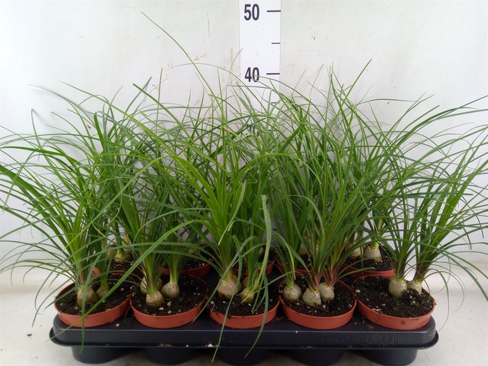 <h4>Beaucarnea recurvata</h4>