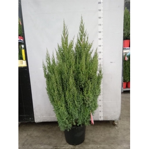 Juniperus chinensis 'Stricta'