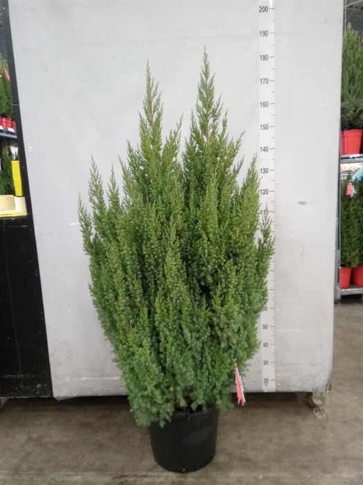 <h4>Juniperus chinensis 'Stricta'</h4>