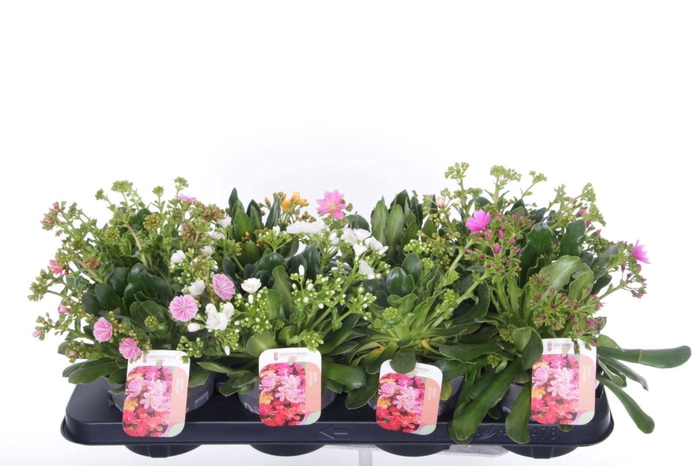 <h4>Lewisia cotyledon</h4>