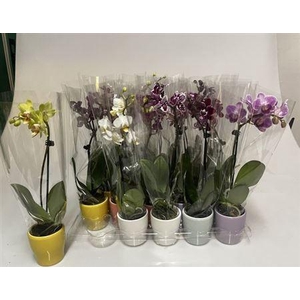 Phal Mini 1 Branche 6+ 20% Vert. Ceramic