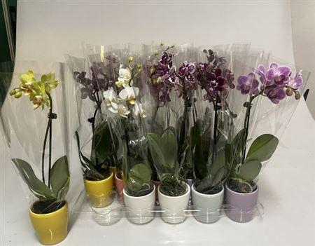 <h4>Phal Mini 1 Branche 6+ 20% Vert. Ceramic</h4>