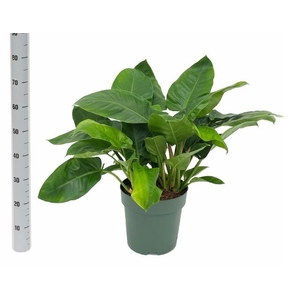 PHIL IMPERIAL GREEN