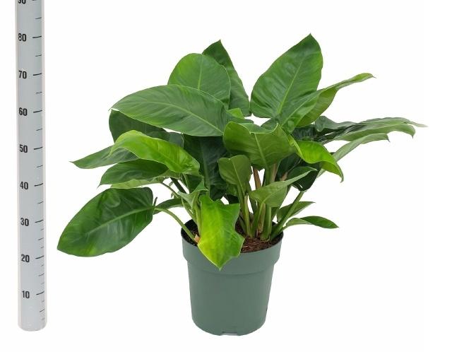 <h4>PHIL IMPERIAL GREEN</h4>