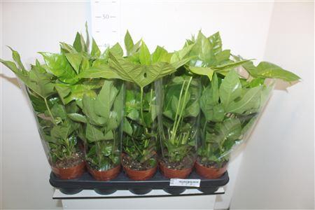 <h4>** Fatsia Ov * Autumn Promo **</h4>