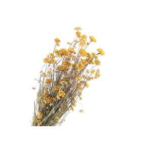 Lona Yellow