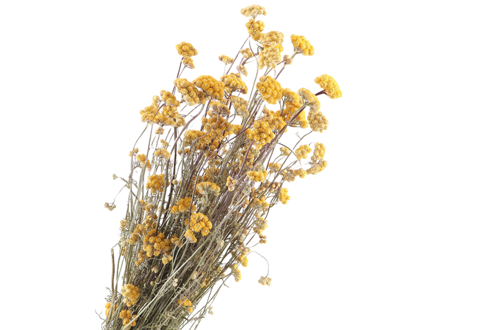 <h4>Lona Yellow</h4>