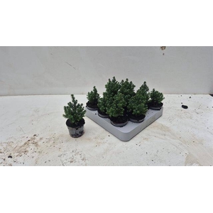 Chamaecyparis thy. Top Point 6,5Ø 14cm