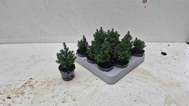 Chamaecyparis thy. Top Point 6,5Ø 14cm