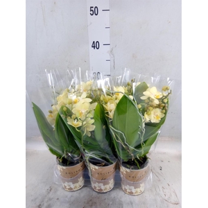 Phalaenopsis multi.   ...yellow