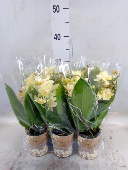 <h4>Phalaenopsis multi.   ...yellow</h4>