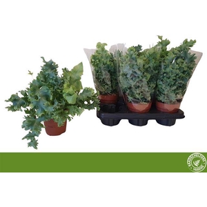 Phlebodium aureum Davana 12Ø 35cm