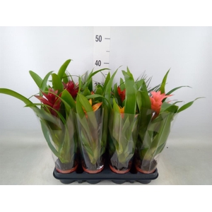 Bromelia   ...mix