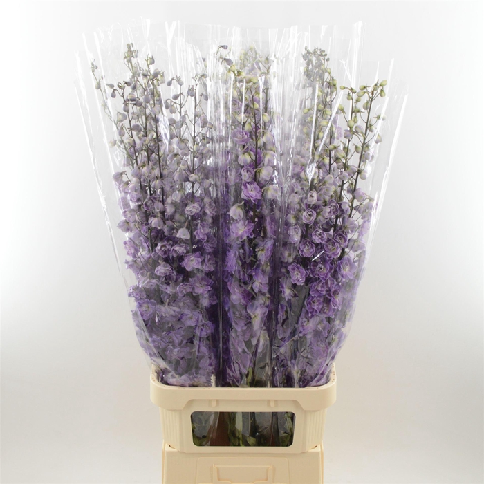 <h4>Delphinium Magenta Mojo</h4>