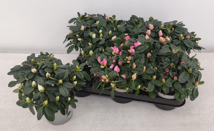 <h4>RHODO SI GEM</h4>