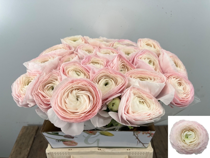 <h4>RAN SU HANOI</h4>