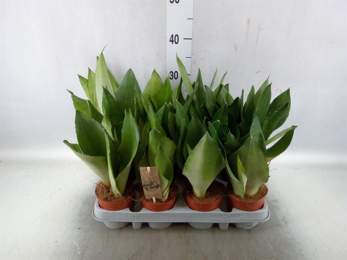 <h4>Sansevieria trifa. 'Moonshine'</h4>