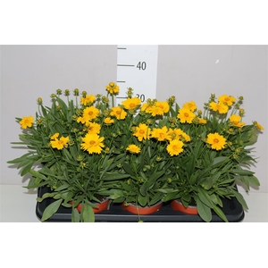 Coreopsis Presto
