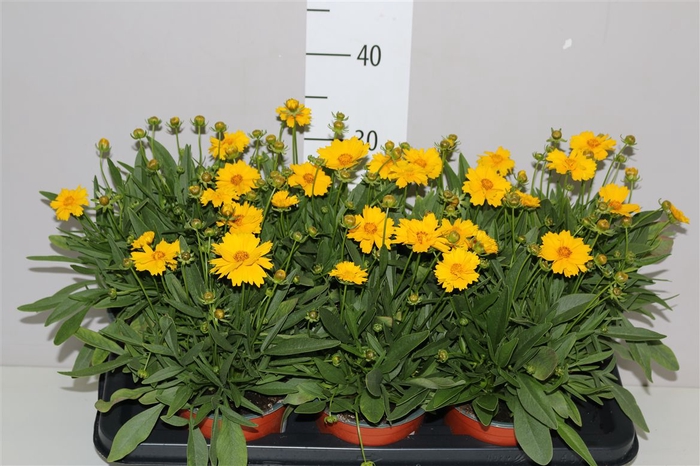 <h4>Coreopsis Presto</h4>