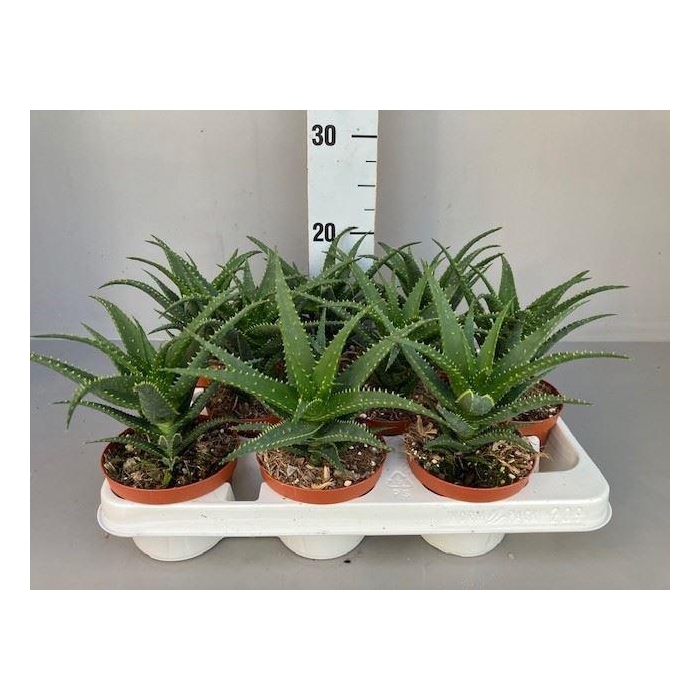 <h4>Aloe arborescens</h4>